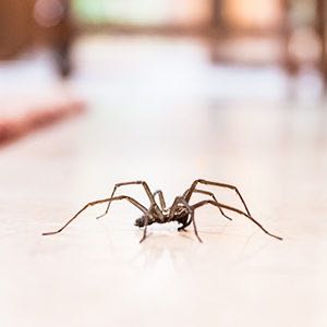 Productos de Control de plagas