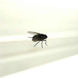 Exterminadores de insectos